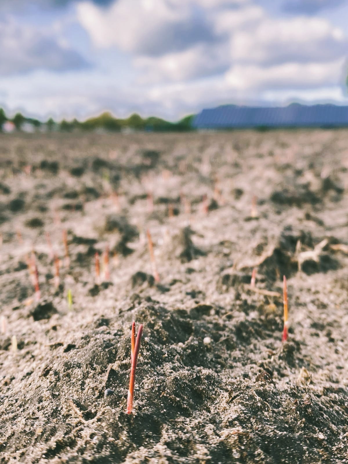 Van Akker tot Bakker - Samen bloemen zaaien aan de rand van de akker - Afbeelding 4